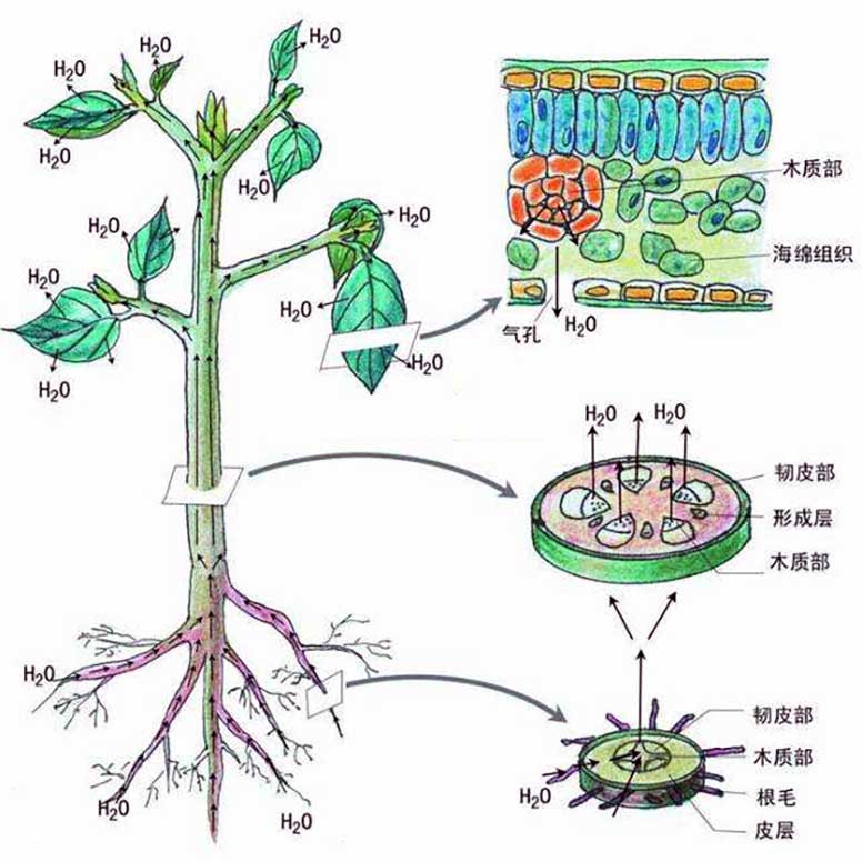 水果和蔬菜的蒸騰作用