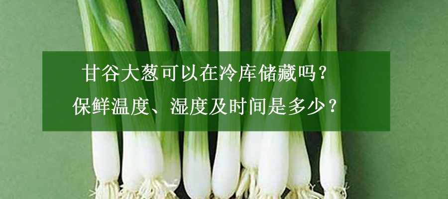 甘谷大蔥可以在冷庫(kù)儲(chǔ)藏嗎？保鮮溫度、濕度及時(shí)間是多少？