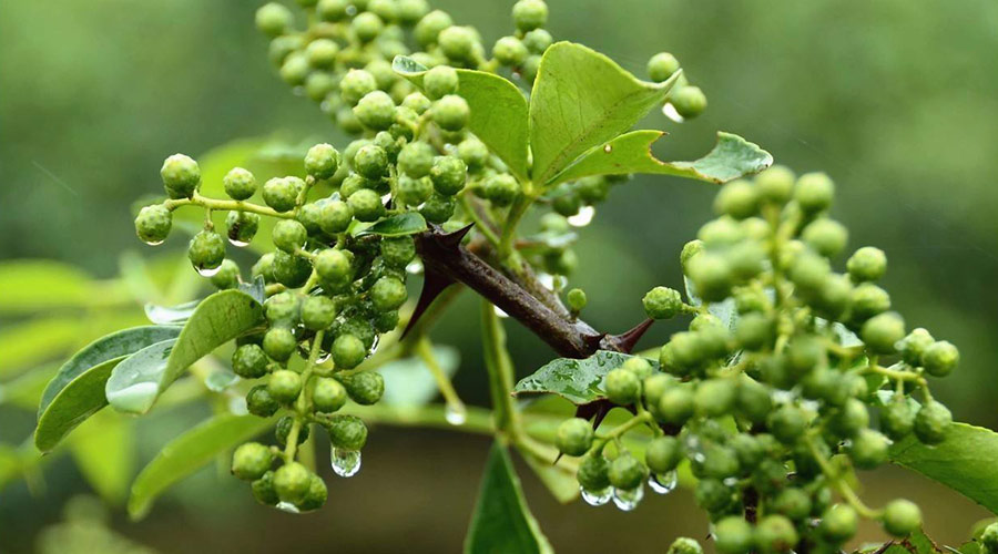 天水麥積鮮花椒2400平米冷庫設(shè)計安裝工程建造方案