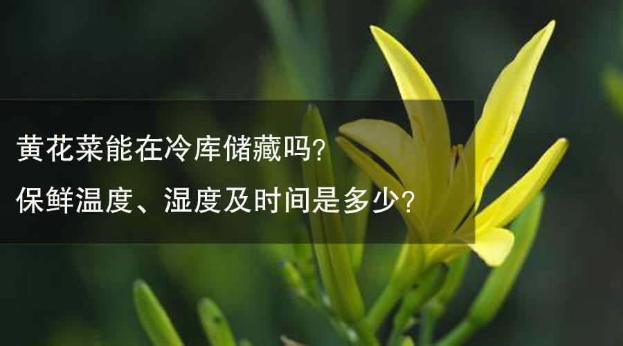 黃花菜能放在冷庫(kù)儲(chǔ)藏嗎？保鮮溫度、濕度及時(shí)間是多少？