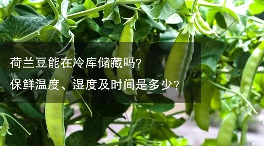 荷蘭豆能在冷庫儲藏嗎？保鮮溫度、濕度及時(shí)間是多少？