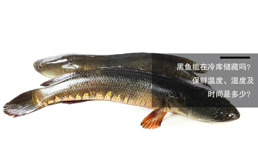 黑魚(yú)冷庫(kù)保鮮溫度、濕度及時(shí)間介紹