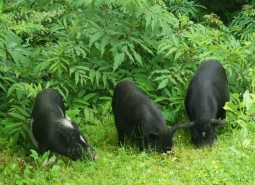 甘肅甘南迭部蕨麻豬肉1500平米冷凍庫(kù)設(shè)計(jì)