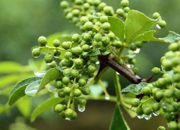 甘肅天水麥積鮮花椒2400平米冷庫設計安裝工程建造方案