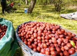 甘肅臨夏劉家峽大紅棗1300平米冷庫設(shè)計安裝工程方案