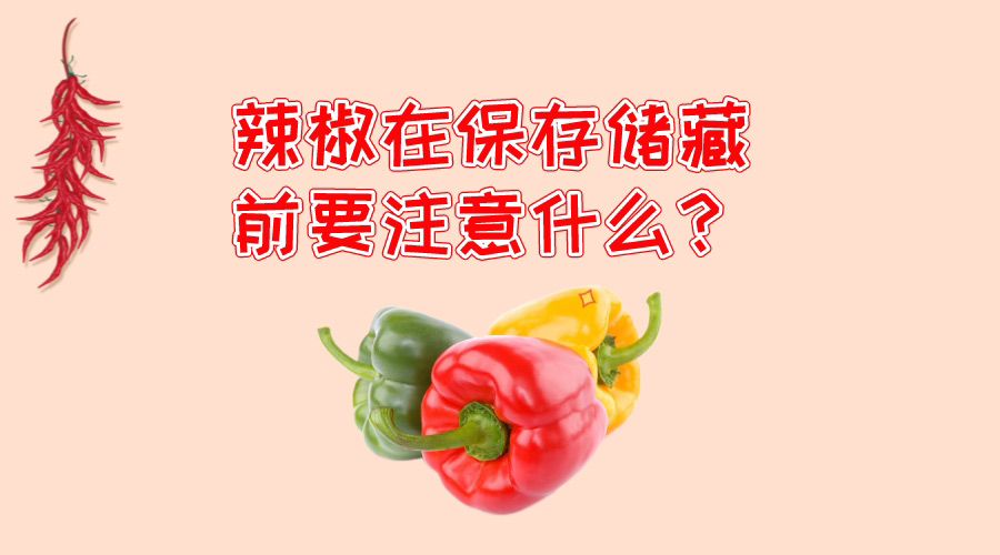 辣椒在保存儲藏前要注意什么？