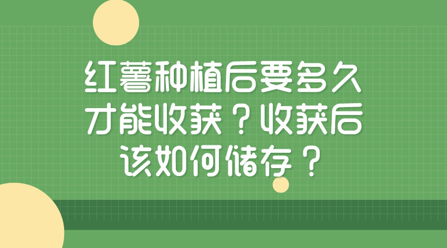 紅薯種植后要多久才能收獲？收獲后該如何儲存？