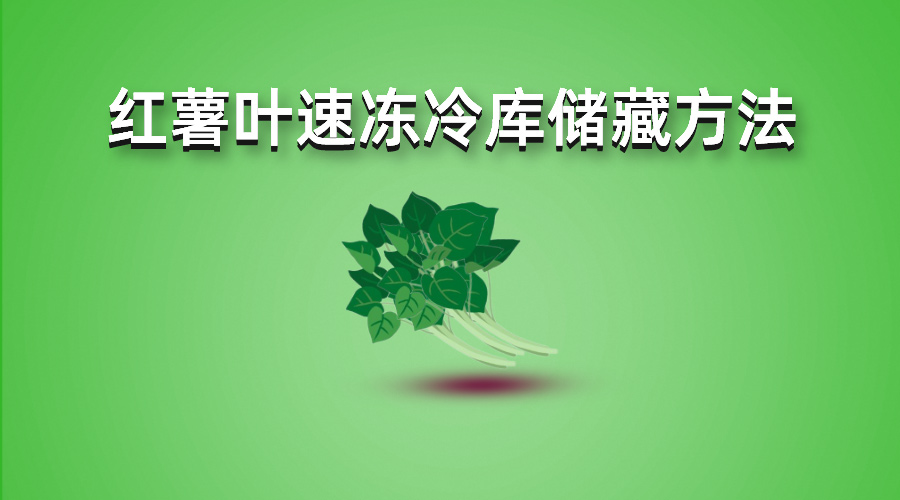 紅薯葉速凍冷庫(kù)儲(chǔ)藏方法詳解