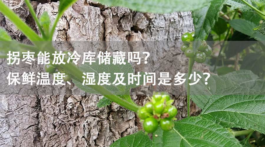 拐棗能放冷庫(kù)儲(chǔ)藏嗎？保鮮溫度、濕度及時(shí)間是多少？