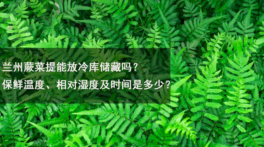 蘭州蕨菜提能放冷庫儲藏嗎？保鮮溫度、相對濕度及時間是多少？.jpg