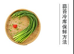 蒜薹（蒜苔、蒜毫）冷庫儲藏方法是什么？保鮮期可達(dá)半年以上！