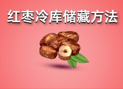 鮮紅棗（大棗）冷庫(kù)儲(chǔ)藏方法指南，保鮮50天！