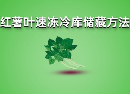 紅薯葉速凍冷庫(kù)儲(chǔ)藏方法詳解，長(zhǎng)期保鮮效果好！