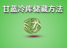 包菜（甘藍(lán)）冷庫(kù)儲(chǔ)藏技術(shù)分享，保鮮期可達(dá)3個(gè)月！