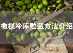 橄欖果在冷庫可以貯藏多久？這樣做保鮮2個(gè)月！