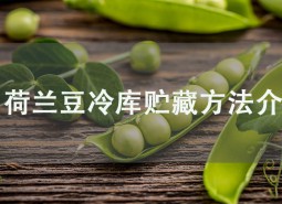 荷蘭豆冷庫(kù)貯藏方法介紹，學(xué)會(huì)此招保鮮2個(gè)月！