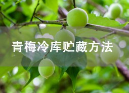 青梅怎么保存？氣調(diào)冷庫(kù)可以貯藏2個(gè)月！