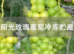 陽(yáng)光玫瑰葡萄貯藏方法是什么？冷庫(kù)貯藏可以保鮮3個(gè)左右！