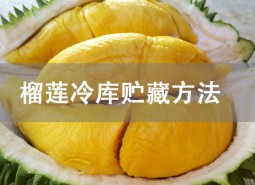 榴蓮冷庫(kù)貯藏方法詳解！冷凍庫(kù)保存8個(gè)月！