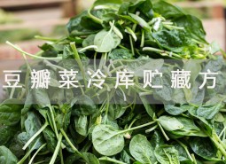 豆瓣菜冷庫(kù)貯藏方法詳解！