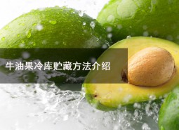 牛油果冷庫貯藏溫度為多少？可以在冷庫貯藏多長時間？-萬能制冷